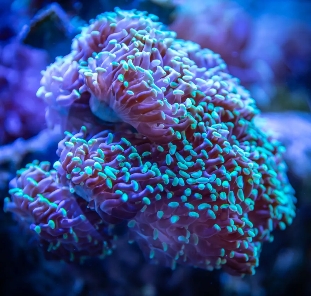 Reefkeeping in Brooklyn